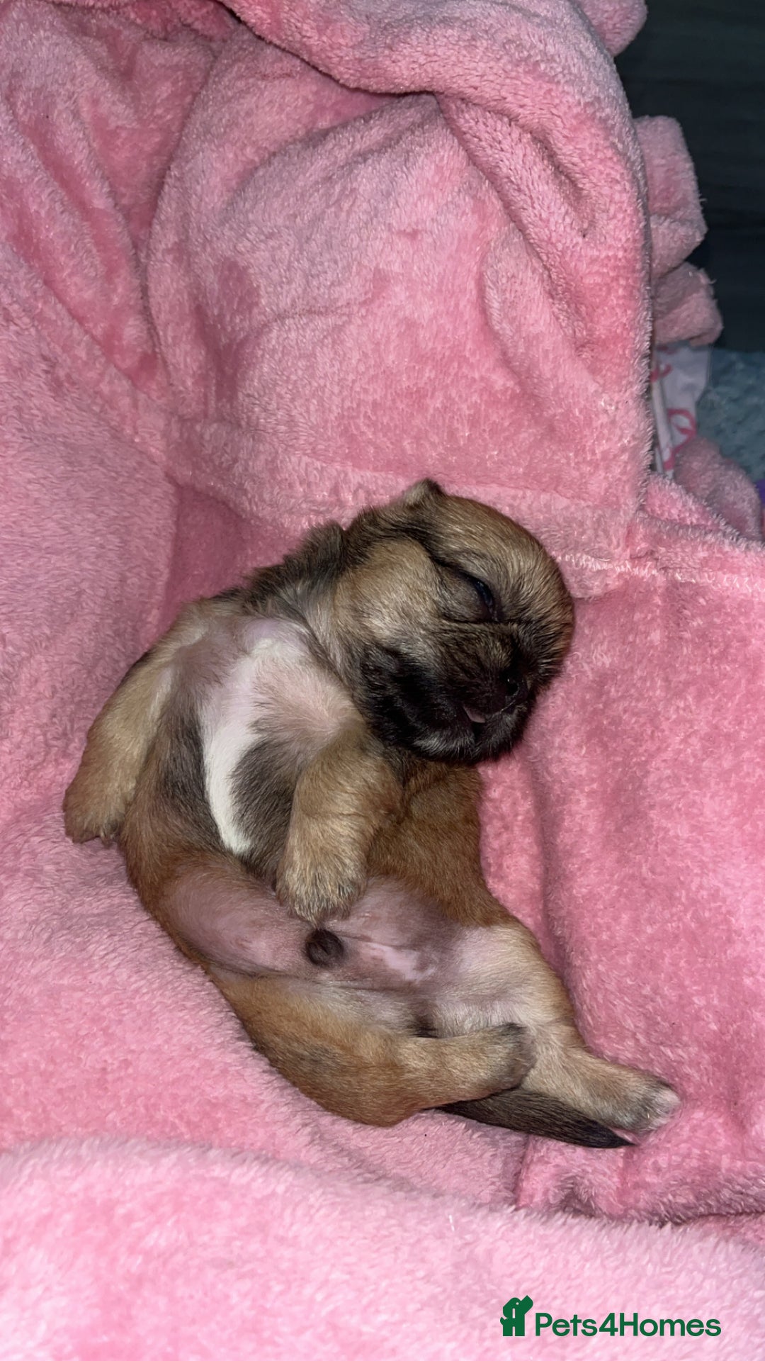 Shih Tzu dogs for sale: Pups for sale - Image 6