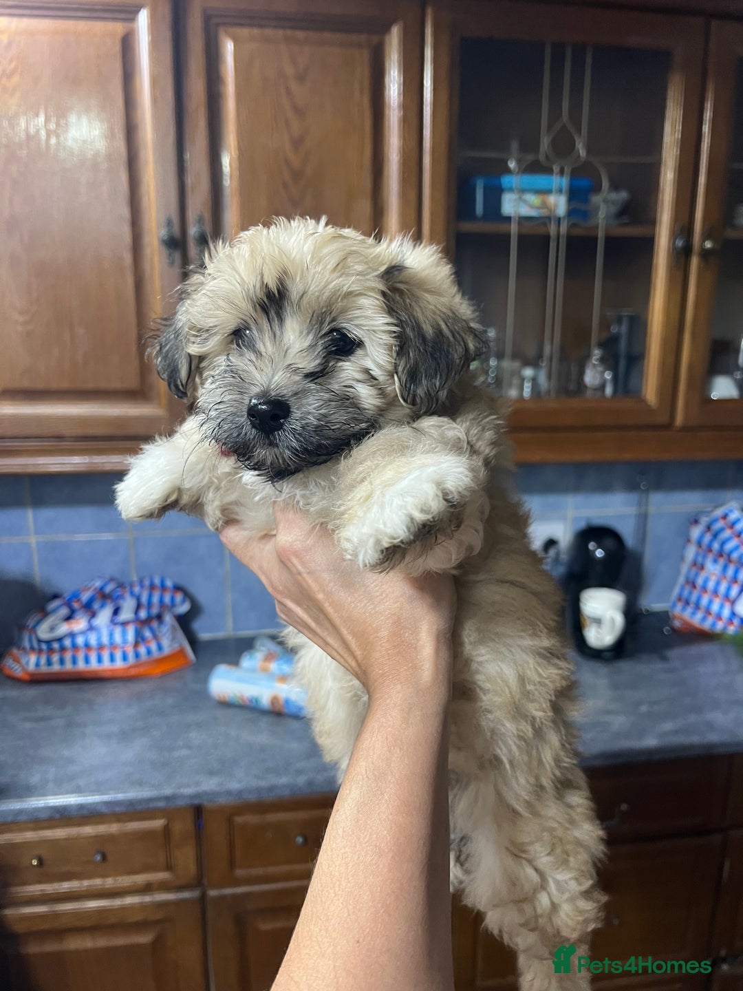 Havanese dogs for sale: Havanese - Image 7