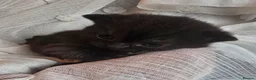 British Shorthair cats for sale: Beautiful kittens looking forever home 🏡 😍  - Advert 20