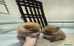 Pomeranian dogs for sale: Cute little pomeranians - Image 5
