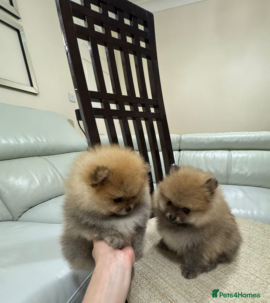 Pomeranian dogs for sale: Cute little pomeranians - Image 5