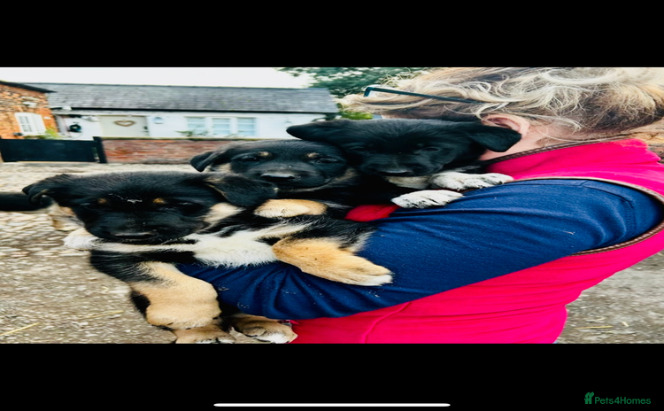 Mixed Breed dogs - Advert 2