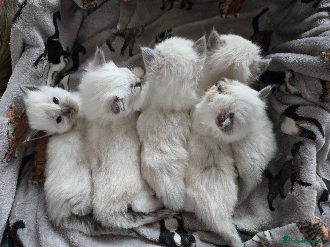 Ragdoll cats for sale: Two GCCF ragdoll boys ♂️♂️😺😺 - Advert 6