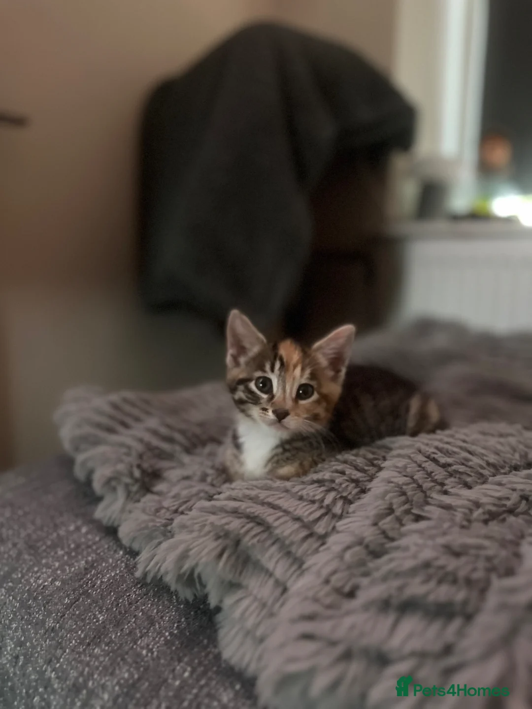 Mixed Breed cats for sale: Gorgeous girl. in Torquay - Advert 4