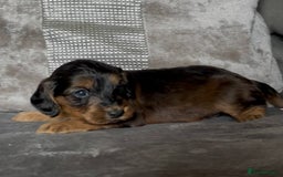 Cockapoo dogs for sale: stunning cockapoo puppies  - Image 1