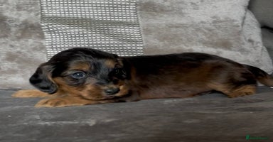Cockapoo dogs - Advert 7