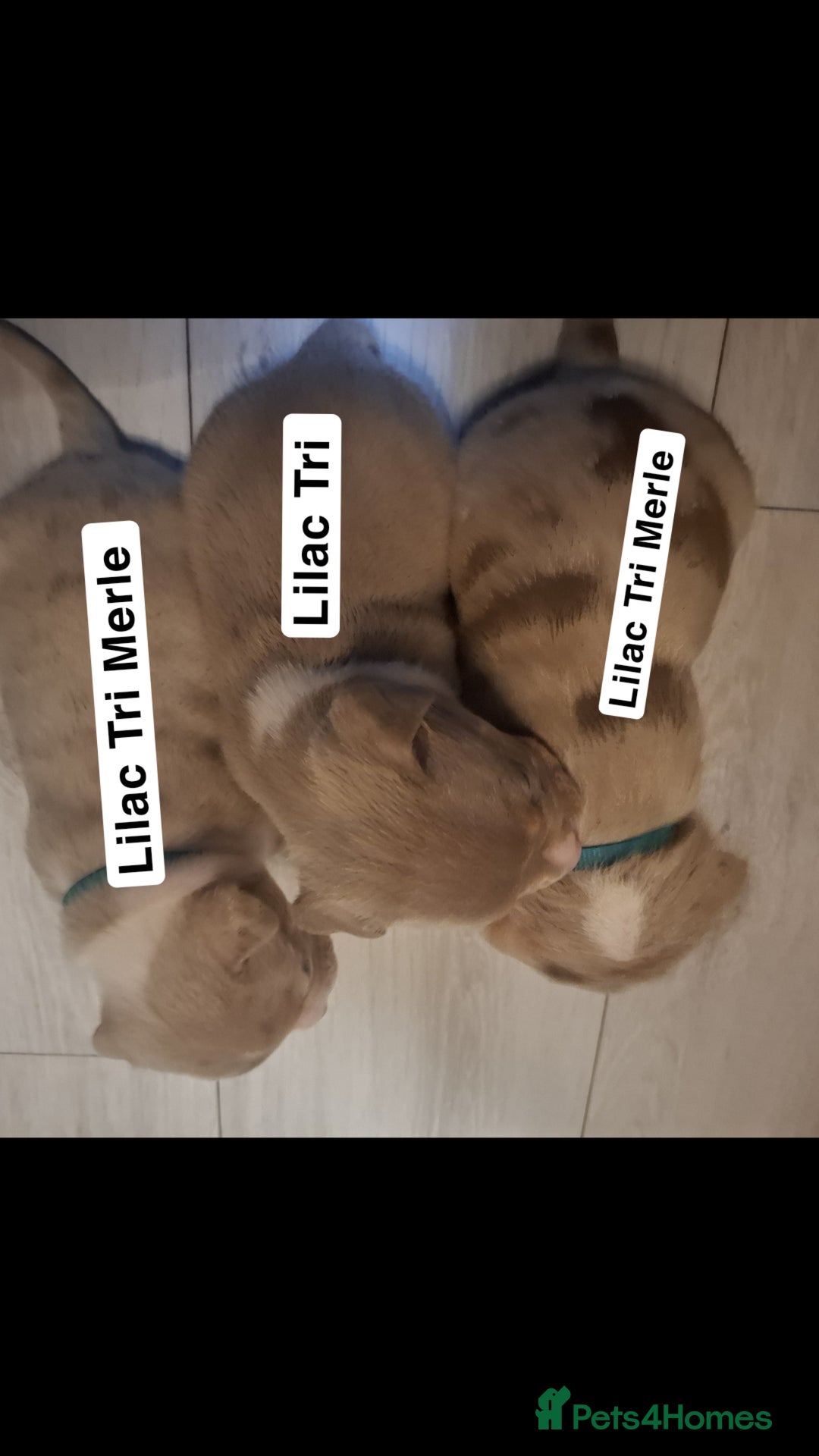 American Bully dogs for sale: AMERICAN BULLY PUPPIES 🐶  - Advert 14