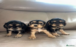 Cocker Spaniel dogs for sale: Kc reg show type cocker spaniels  - Image 4