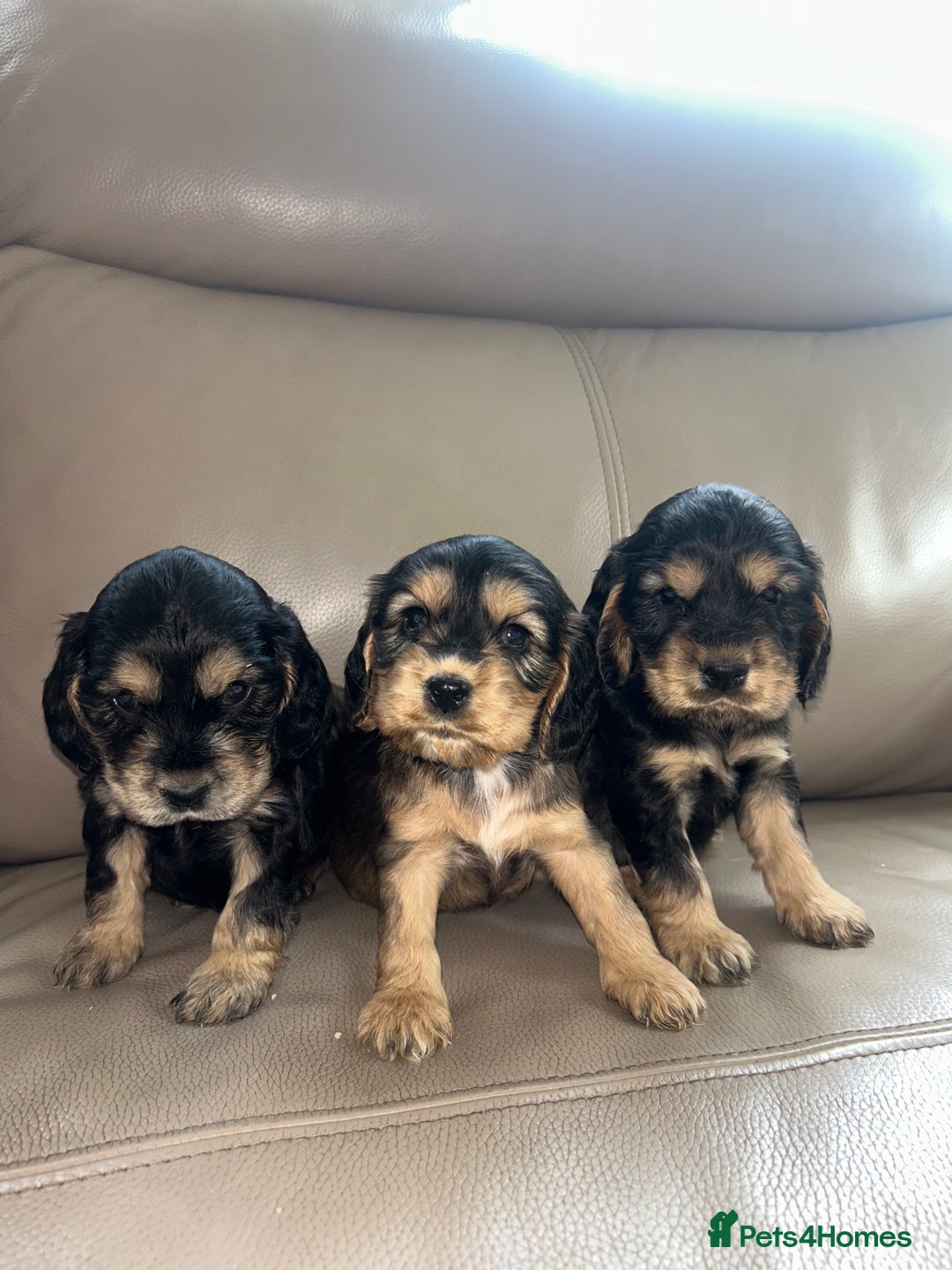 Cocker Spaniel dogs for sale: Kc reg show type cocker spaniels  - Image 4