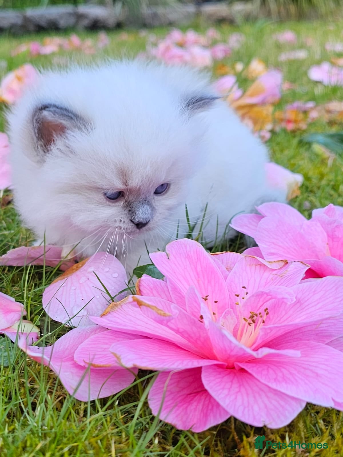 Ragdoll cats Ragdoll kittens  - Advert 14