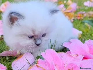 Ragdoll cats Ragdoll kittens - Advert 14