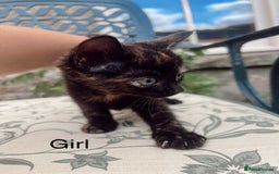 Mixed Breed cats for sale: *READY NOW* 3 beautiful kittens  - Image 8