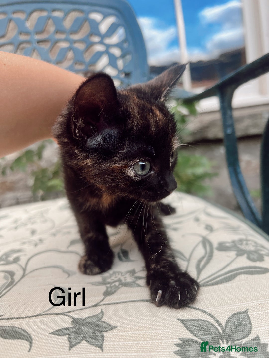 Mixed Breed cats for sale: *READY NOW* 3 beautiful kittens  - Image 8