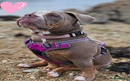 Mixed Breed dogs for sale: The tale of 2 sisters - Image 16
