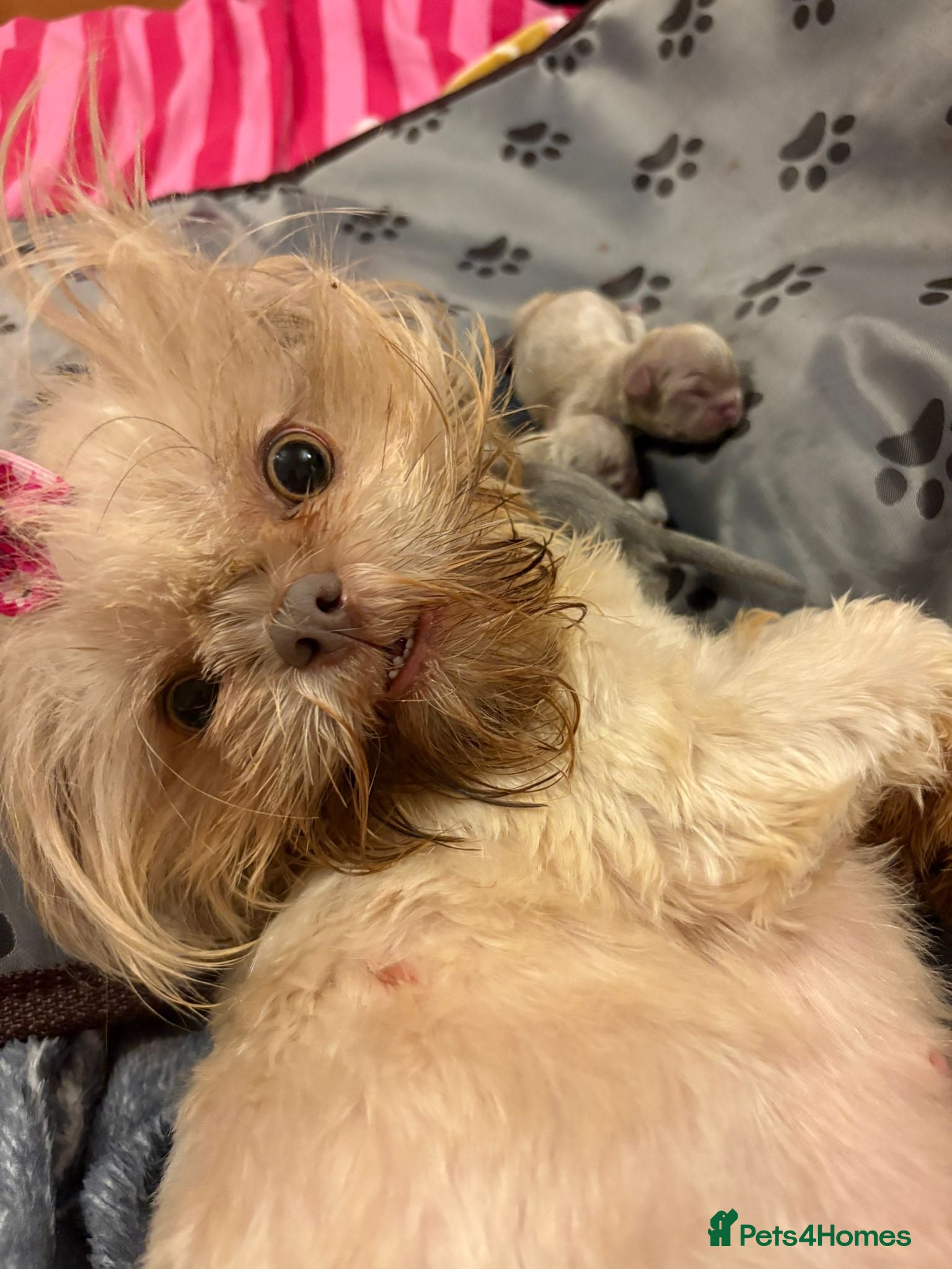 Shih Tzu dogs Outstanding Kennel Club Registered Dilute Litter - Advert 1