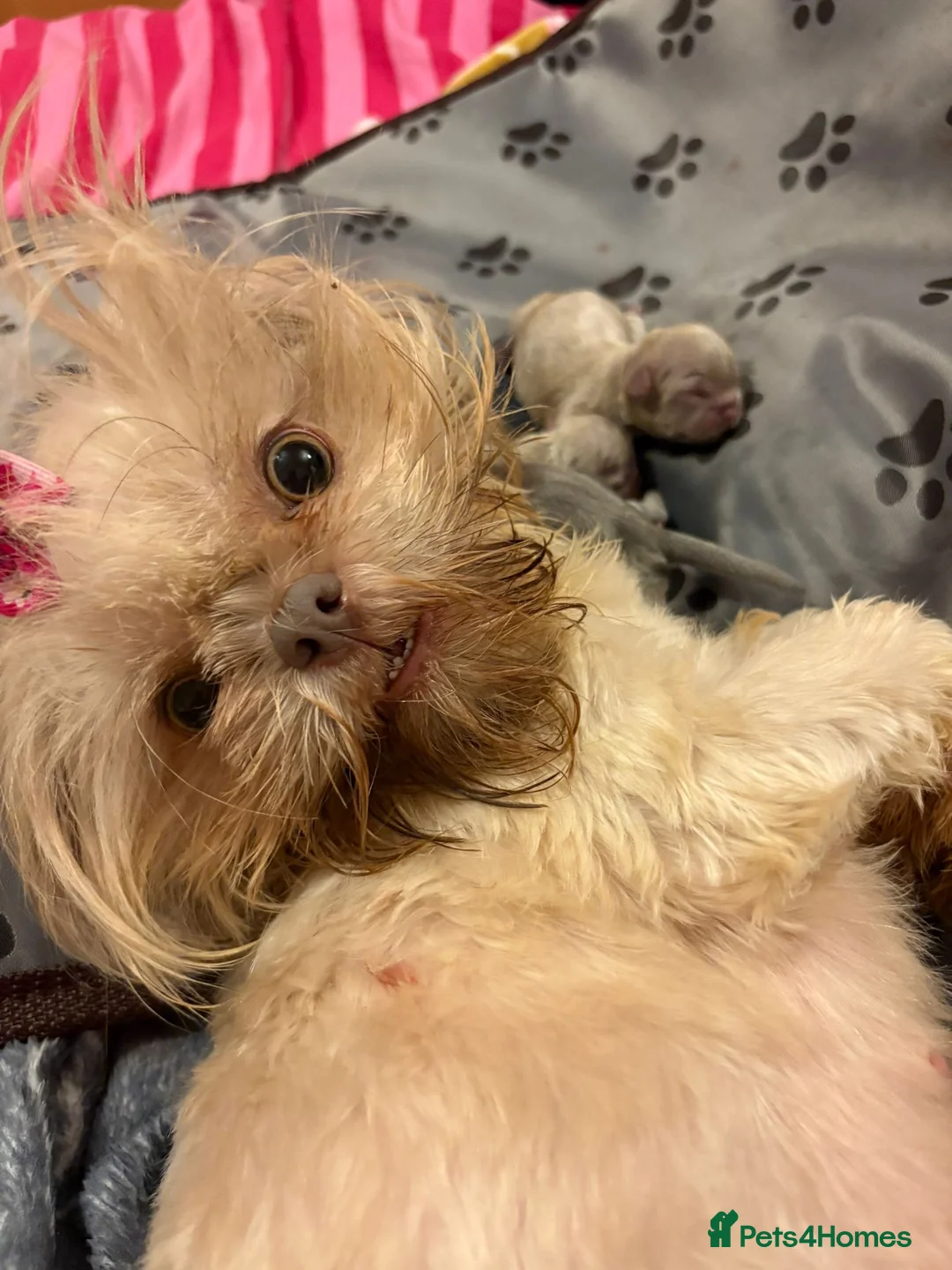 Shih Tzu dogs for sale: Outstanding Kennel Club Registered Dilute Litter - Advert 1