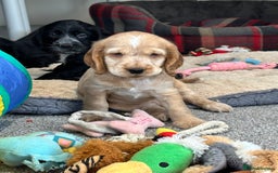 Cocker Spaniel dogs for sale: Handsome cocker spaniel boys - Image 3