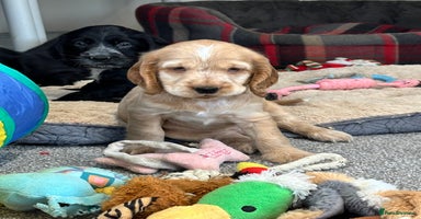 Cocker Spaniel dogs - Advert 8