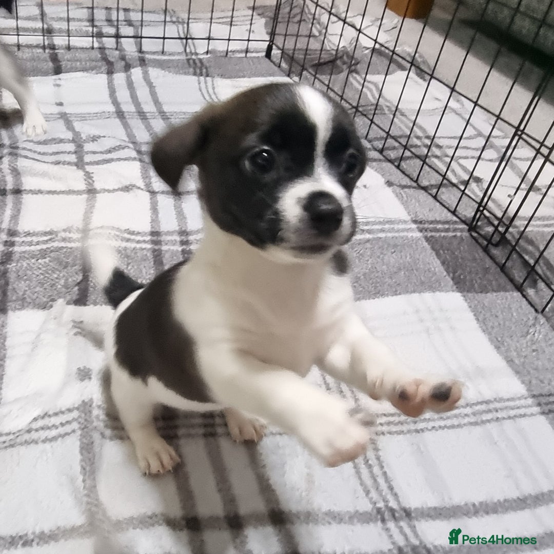 Jack Russell dogs for sale: Jack Russell Pups (ready 24th July) - Image 26
