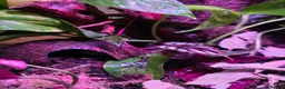 Frog reptiles for sale: Established 45cm Exo Terra Bioactive vivarium  - Advert 5