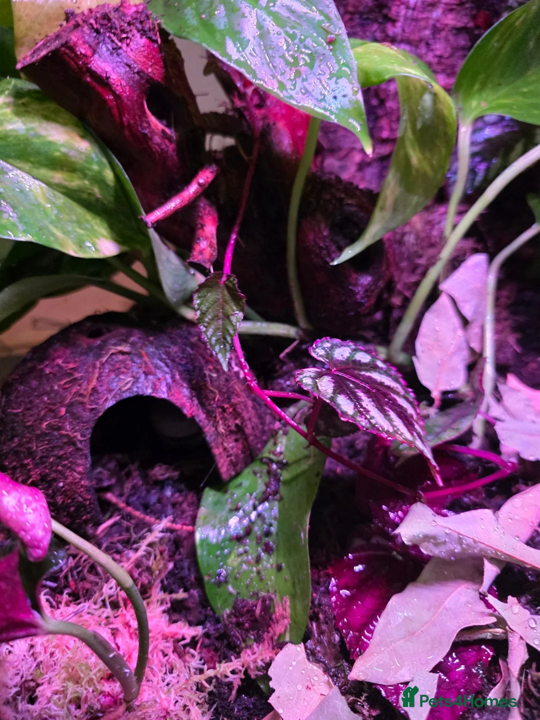 Frog reptiles for sale: Established 45cm Exo Terra Bioactive vivarium  - Advert 5