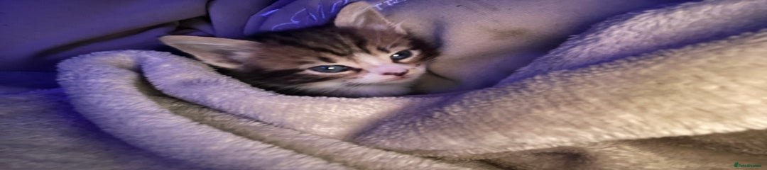 Domestic Shorthair Kitten 4