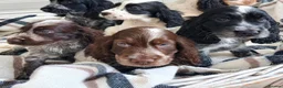 Cocker Spaniel dogs for sale: Cocker Spaniel Puppies in Liverpool - Advert 5
