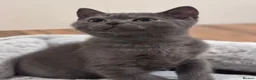 Scottish Fold cats for sale: Scottish Fold - Advert 2