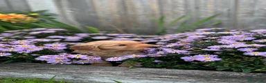 Golden Retriever 3
