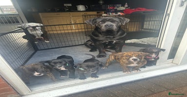 Mixed Breed dogs - Advert 6