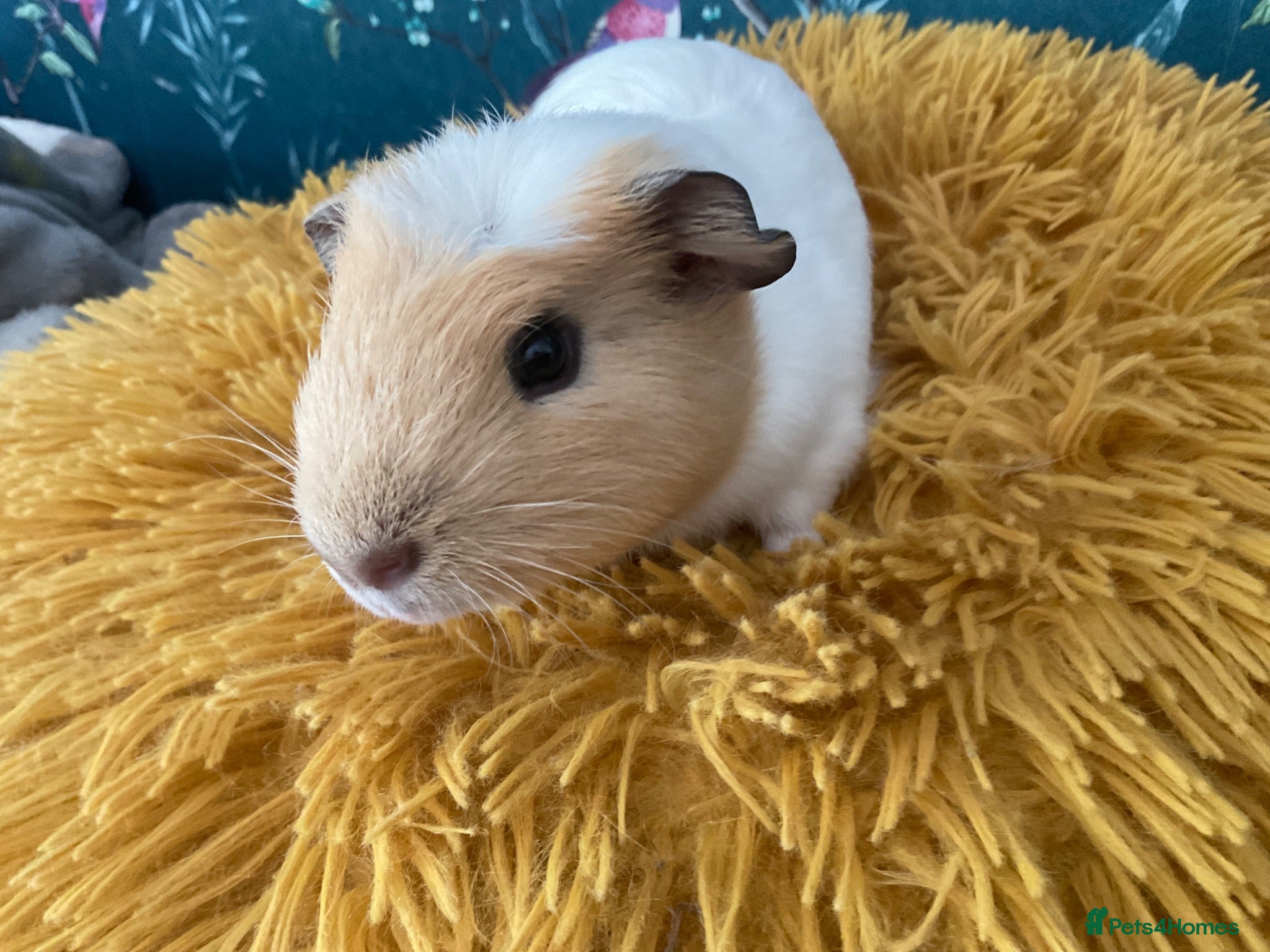 Guinea Pig rodents Gorgeous male Guinea Pig - Advert 16