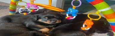 Rottweiler 7