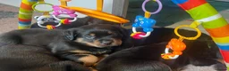 Rottweiler dogs for sale: Health tested Rottweiler puppy’s for sale  - Advert 29