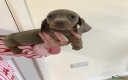 Dachshund dogs for sale: Dachshund  - Image 9