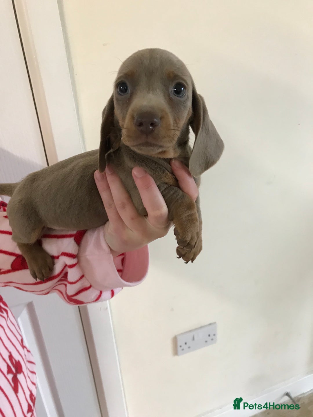 Dachshund dogs for sale: Dachshund  - Image 9