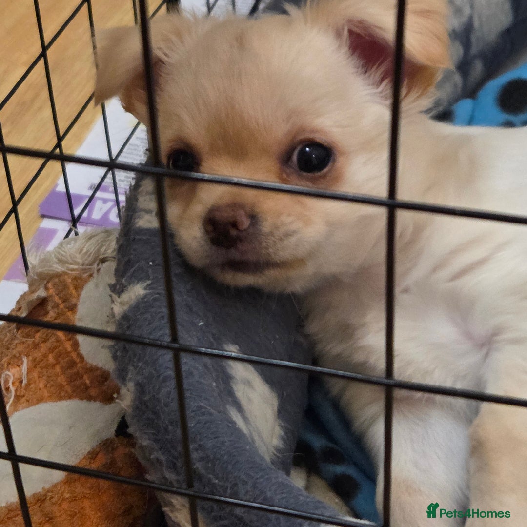 Chihuahua dogs for sale: Chihuahua PUPPY - Advert 6