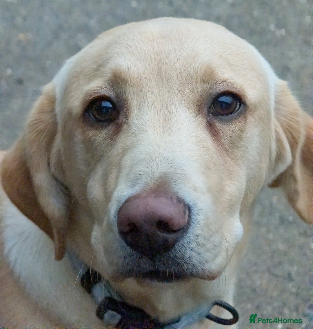 Labrador Retriever dogs for sale: 7 Month Old Yelow Male Labrador - Advert 1