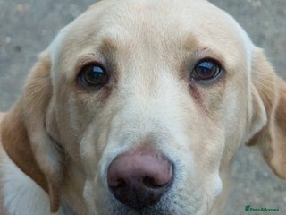 Labrador Retriever dogs 7 Month Old Yelow Male Labrador - Advert 1