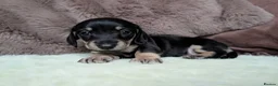 Miniature Dachshund dogs for sale: Miniature Dachshund Puppies - Advert 21
