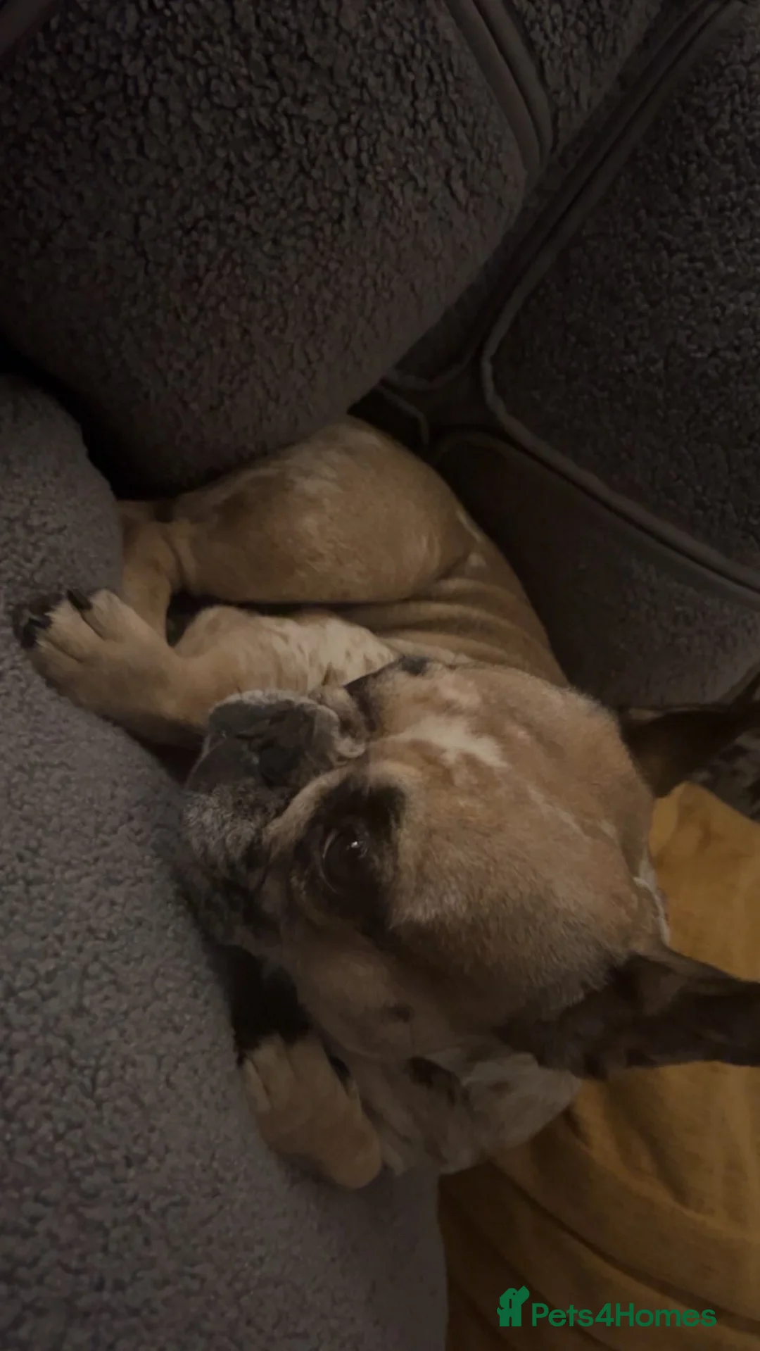 French Bulldog dogs for sale: French bulldog  - Advert 3