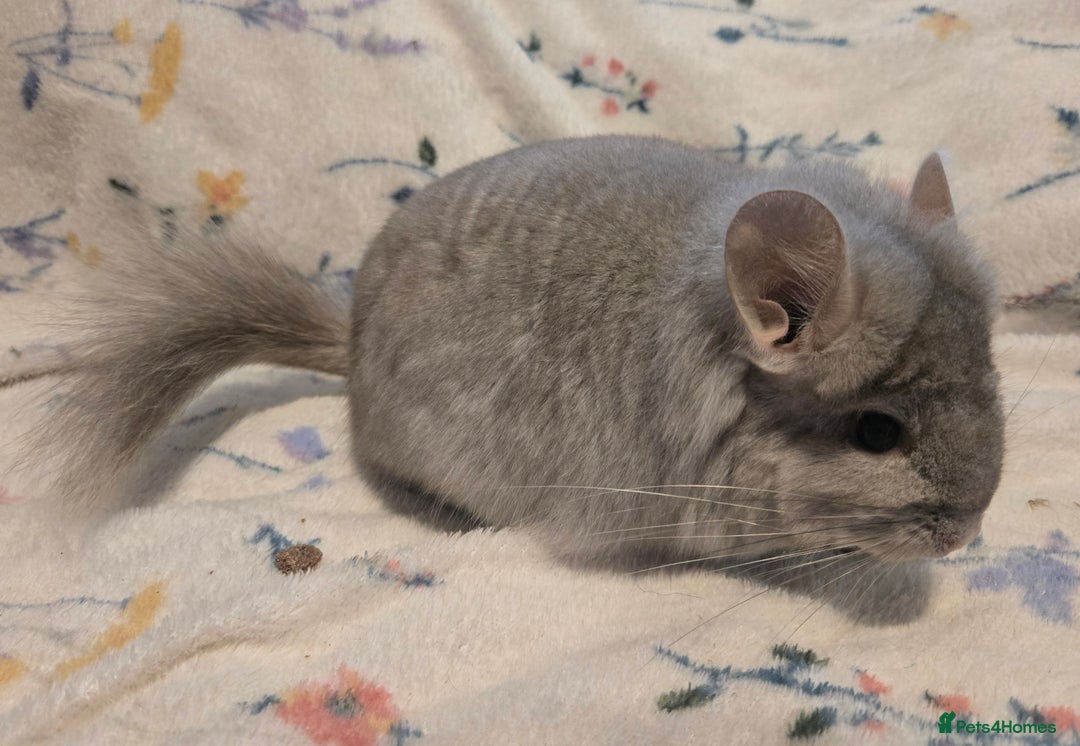 Chinchilla rodents for sale: Gorgeous Tan Royal Persian Angora Poss VC/BDC - Advert 24