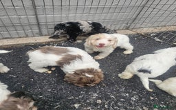 Cockapoo dogs for sale: Cockapoo puppies 🐶  - Image 34