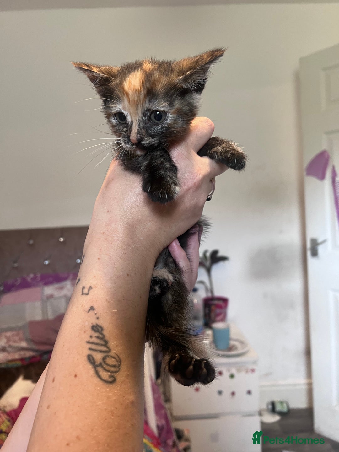 Mixed Breed cats for sale: Kittens  - Image 11