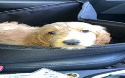 Goldendoodle dogs for sale: Beautiful loving Goldendoodle 12 weeks  - Image 1