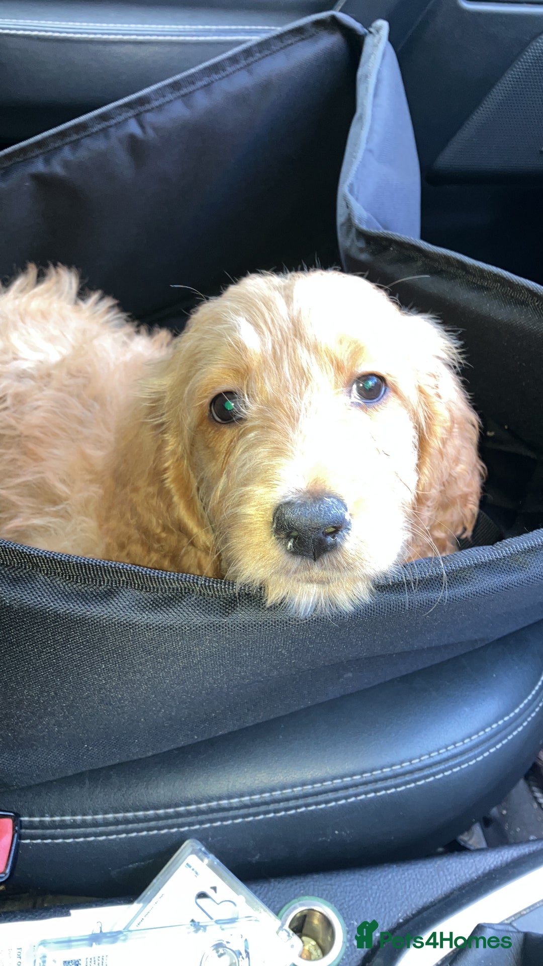 Goldendoodle dogs for sale: Beautiful loving Goldendoodle 12 weeks  - Image 1