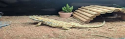 Bearded Dragon reptiles for sale: Bandit bearded dragon looking for a new home - Advert 4