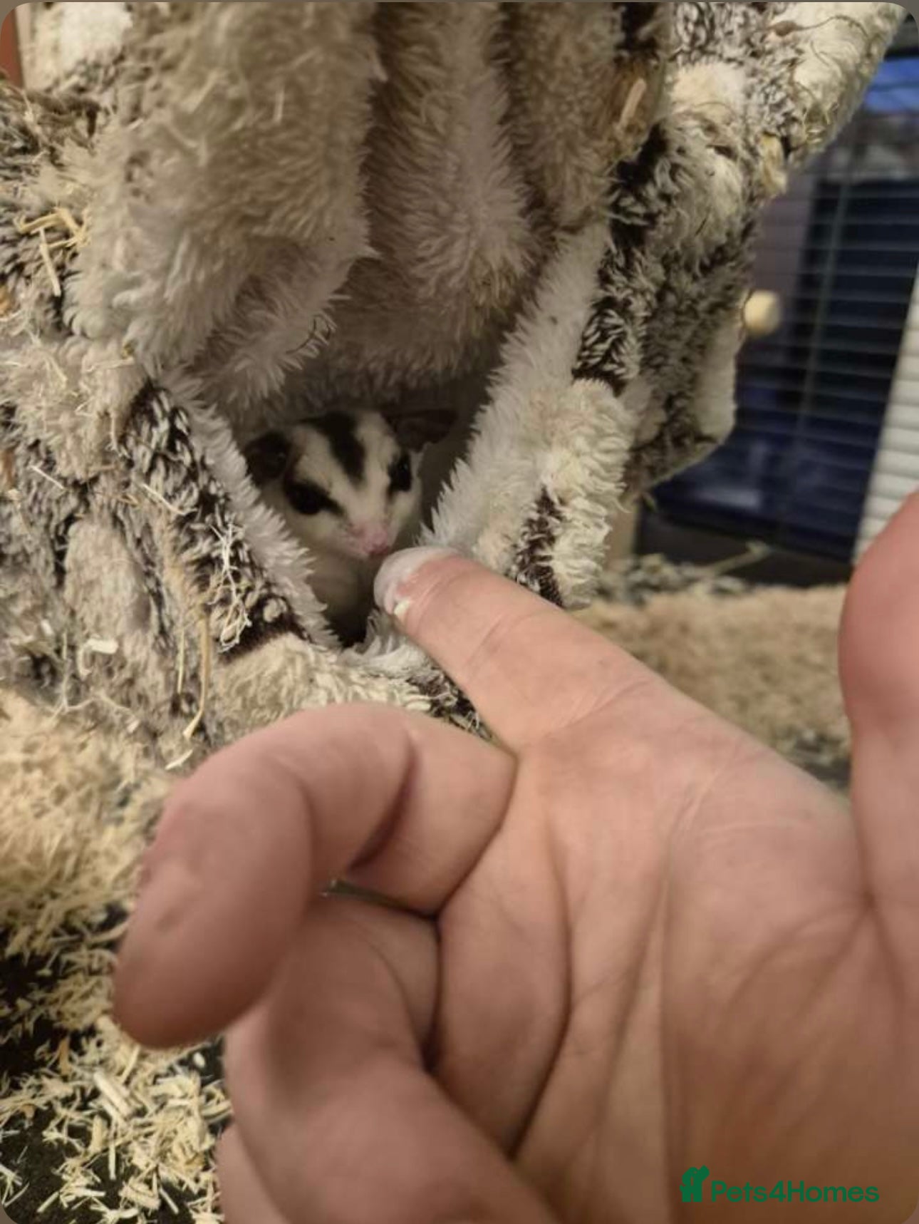 Sugar Glider rodents Pair of sugar gliders with cage  in Stanley - Advert 1