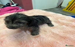 Mixed Breed dogs for sale: Puppies - Image 15
