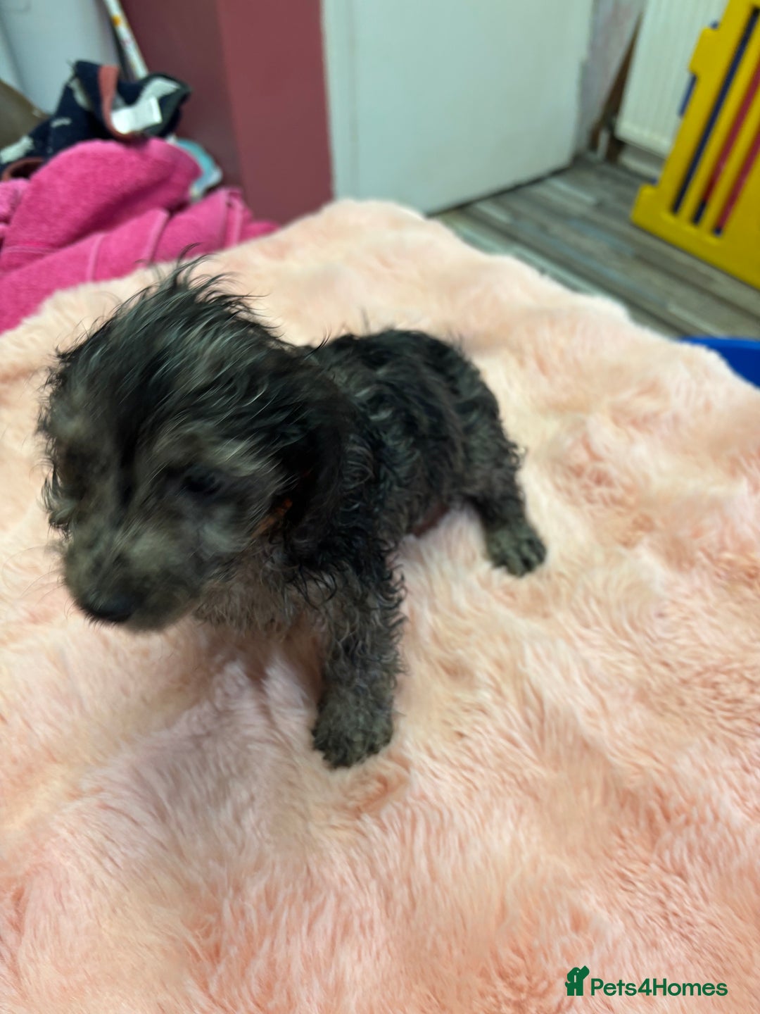 Mixed Breed dogs for sale: Puppies - Image 15