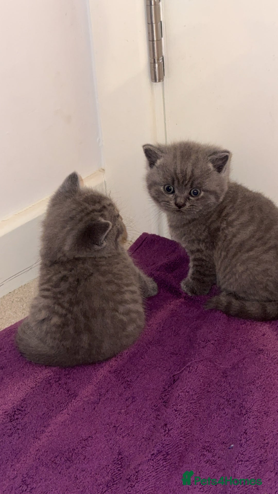 British Shorthair cats for sale: British short hair kittens - Advert 7